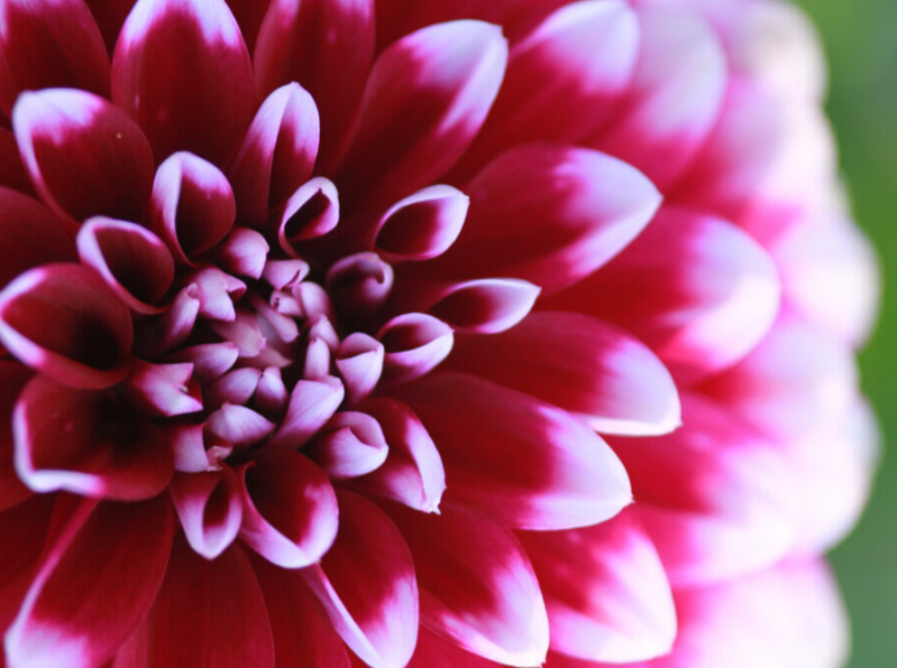 Kwiat dalia - aktualizacja