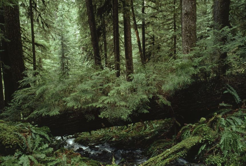 hoh-river-valley.jpeg