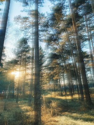 Tekst alternatywny dla krajobrazu 12.