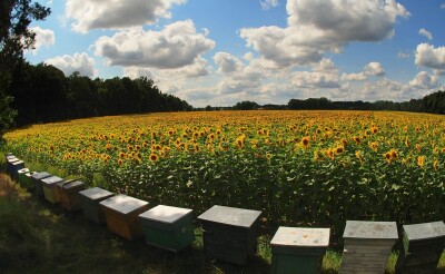 Dłuższy opis pliku graficznego